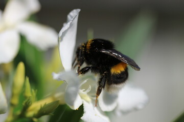 Close-Up of Bee on White Flower