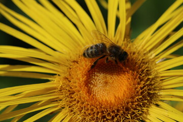 Wasp on a yellow sunflower