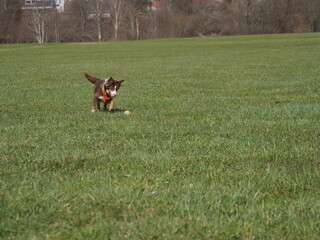 Brown dog is running in a field with a green grass