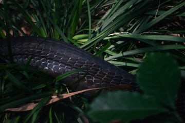 Close-up of a King Cobra's scales partially hidden in lush Western Ghats vegetation, Karnataka,...