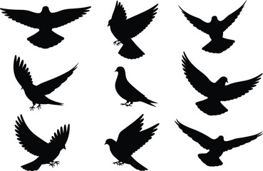  A detailed vector graphic collection of black silhouettes of pigeons and doves, flying, landing, and standing in various dynamic poses, isolated on a clean white background.