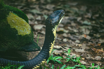 Close-up of a King Cobra's head and neck, in the Western Ghats of Karnataka, India.  The...