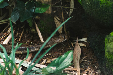 Spectacled Cobra partially hidden in leaf litter on the forest floor of the Western Ghats,...