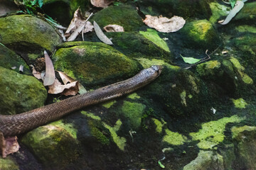 Spectacled cobra resting on moss-covered rocks, Karnataka, India.  Low angle, close-up composition...