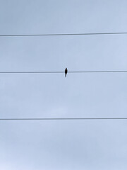bird on a wire with blue sky