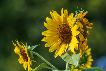 青空の下に咲く向日葵の花