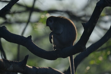 A monkey sitting on a tree branch in the forest and seems pensive