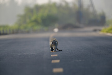 A lone monkey strolling down an empty road, showcasing its natural habitat