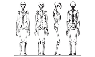 Skeleton Clipart Bundle – Human Anatomy, Smoking Skulls & Artistic Bone Illustrations