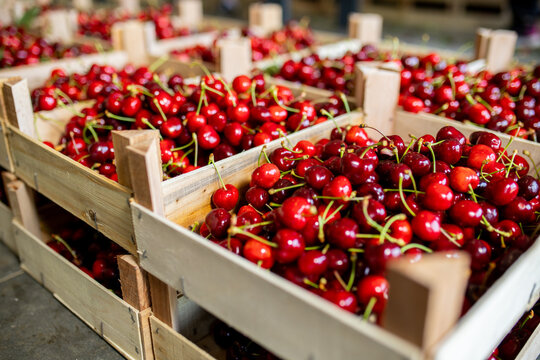 Freshly harvested cherries in wooden crates ready for market sale at a local produce farm