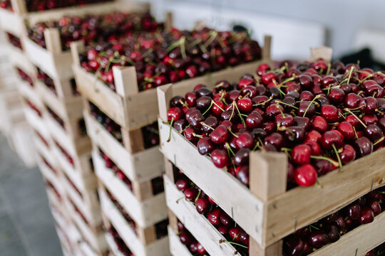 Freshly harvested cherries stacked in wooden crates ready for distribution in a warehouse setting