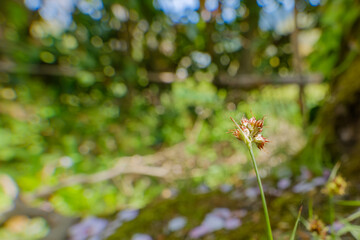 苔の上に咲く小さな野草と春の柔らかな光