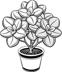 Kalanchoe  line art vector on a white background 