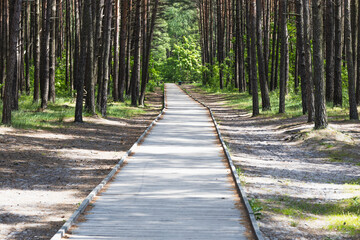 Straight Walkway Through Sunny Pine Forest