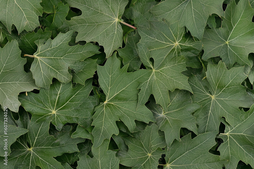 Poster close-up view of vibrant green leaves with distinct patterns