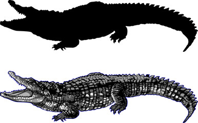 A detailed line drawing of an alligator, showcasing its textured skin and sharp teeth.crocodile isolated on white