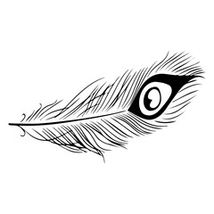 peacock feather