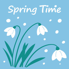 Delicate white snowdrop flowers bloom with green leaves against a soft blue background representing springtime