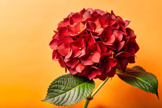 Red hydrangea bloom with vivid clustered petals and green leaves in closeup composition against vibrant orange background in minimal style