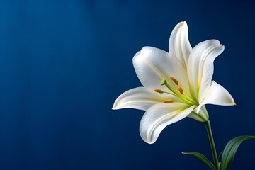 White lily with curved petals, orange anthers and green pistil on dark blue background in closeup composition highlighting delicate beauty