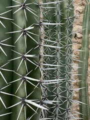 Armor of the Desert: A Portrait of Resilience