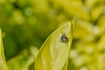 MOSCA SOBRE LA HOJA 