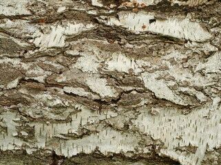 Birch bark with early weathering on trunk. Interesting textures in white, black, and brown....