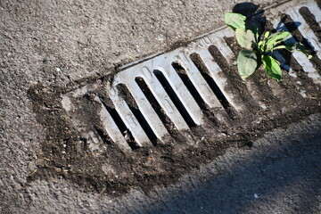 Plant growing out of clogged drain.