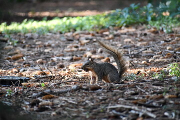 Older squirrel with raggedy tail holding some sort of food.