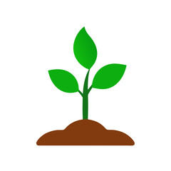 plant growing from a tree