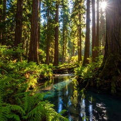 Sunlight streams through redwood forest, reflecting on a creek