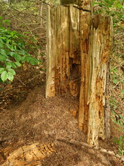 Ants, carpenter ant, wood ant, use a rotten tree stump as their nest. Forest, nature, detail....