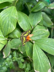 butterfly on a flower