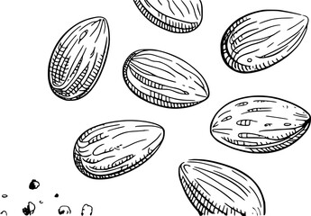 Hand drawn almonds scattered on white background nuts food
