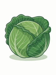 Fototapeta premium head of cabbage