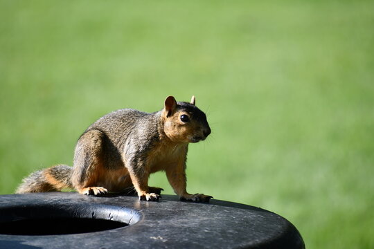 Squirrel perched on trash can in park.