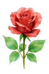 Naklejka premium Single Red Rose Watercolor Painting: Romantic Floral Design