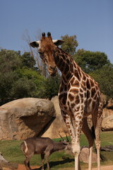 A giraffe with its eyes closed stands peacefully in a rocky, grassy enclosure under a clear blue sky. Trees and boulders form a naturalistic backdrop.