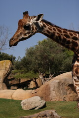 A giraffe with its eyes closed stands peacefully in a rocky, grassy enclosure under a clear blue sky. Trees and boulders form a naturalistic backdrop.