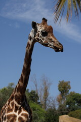 A side profile of a giraffe against a blue sky with palm leaves and trees in the background. The animal’s long neck and patterned coat are clearly visible.