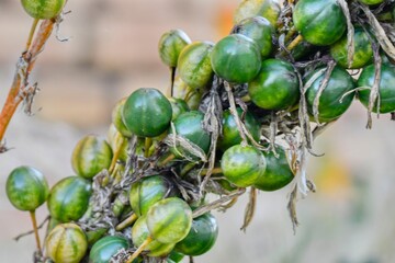 Kings spear seed pods - Latin name - Asphodeline lutea. Asphodeline lutea - king's spear, yellow asphodel is a perennial plant native to southeastern Europe, northern Africa, the Caucasus and the