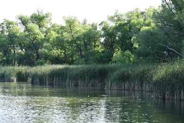Fototapeta premium Lake with reeds at shoreline.