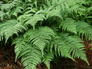 Lady Fern. Vibrant green Lady Fern in the forest indicates healthy and robust vegetation, as well...