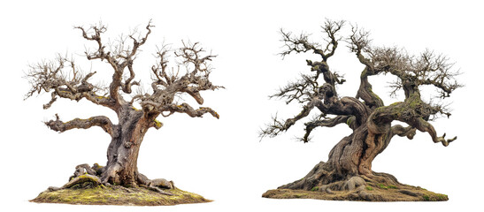 Beautiful large old apple tree with no leaves isolated on white or transparent background