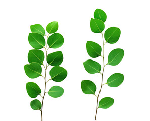 Green eucalyptus leaves isolated on white or transparent background