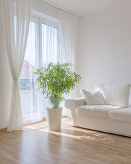 Bright And Minimalist Living Room With White Sofa And Green Plant Bathed In Natural Light