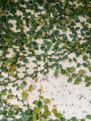 Climbing fig cling to and spread across a textured, light-colored wall