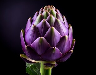 Fototapeta premium close up of a purple artichoke with green stem on a black background in sharp focus and detailed texture