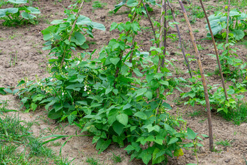 Garden bed with climbing beans tied to wooden stakes in a rural vegetable patch. Green leaves and young shoots against cultivated soil.