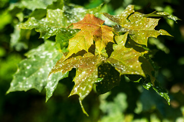 Powdery mildew (Sawadaea tulasnei) on Norway maple tree leaves seen in summer, Quebec City, Québec, Canada